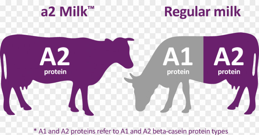 A2 Cow The Milk Company Sahiwal Cattle PNG