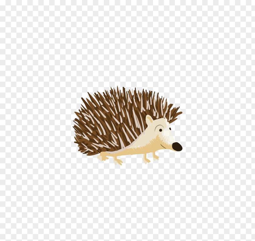 Cartoon Hedgehog Domesticated Echidna Porcupine Domestication PNG