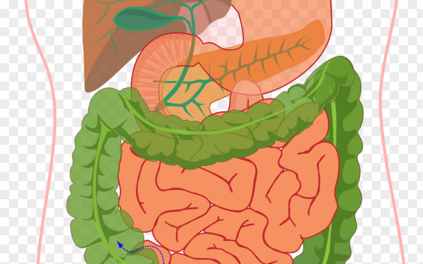 Human Digestive System Diagram Digestion Gastrointestinal Tract Body PNG