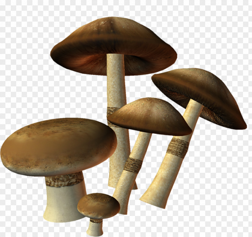 Mushroom Edible Agaricus Clip Art PNG