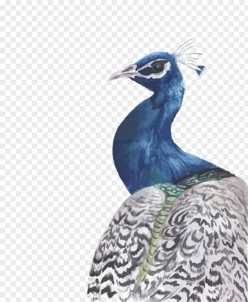 Vector Watercolor Peacock Peafowl Watercolour Flowers Watercolor: Painting PNG