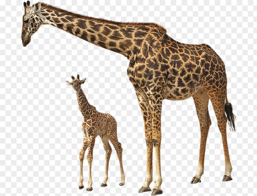 Baby Animals Image Okapi Northern Giraffe West African PNG