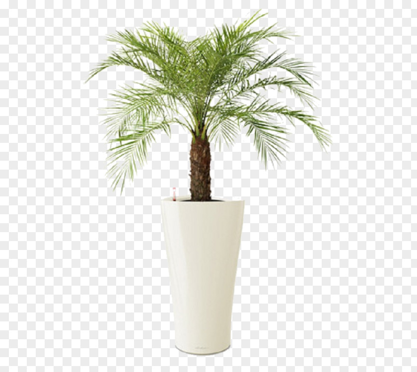 Date Palm Pygmy Tree Plant Chamaedorea Elegans PNG