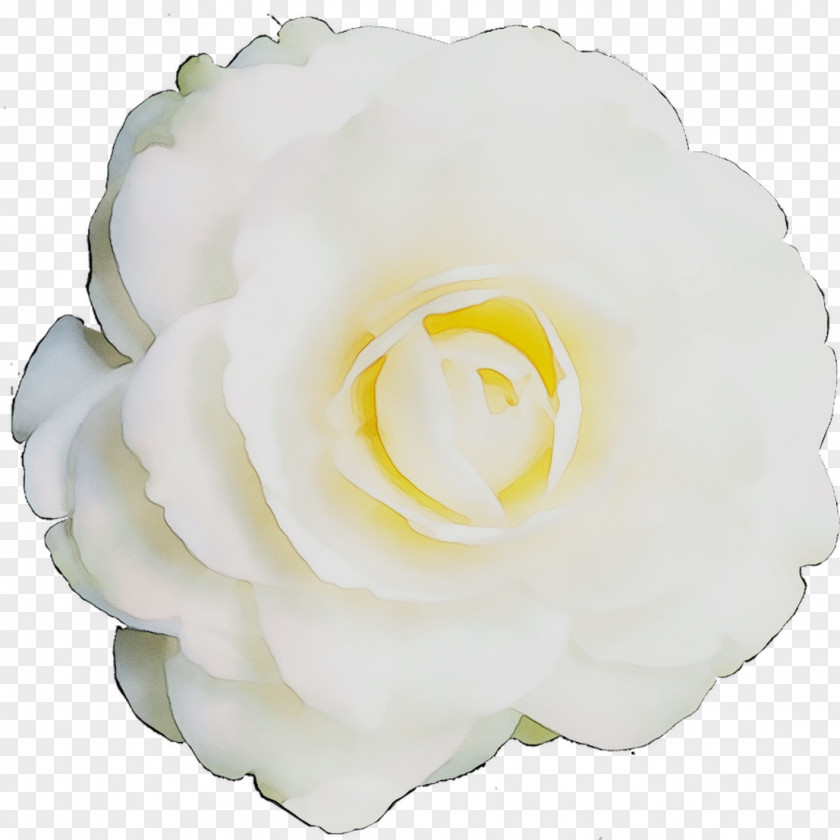 Garden Roses Cabbage Rose Gardenia Petal Cut Flowers PNG