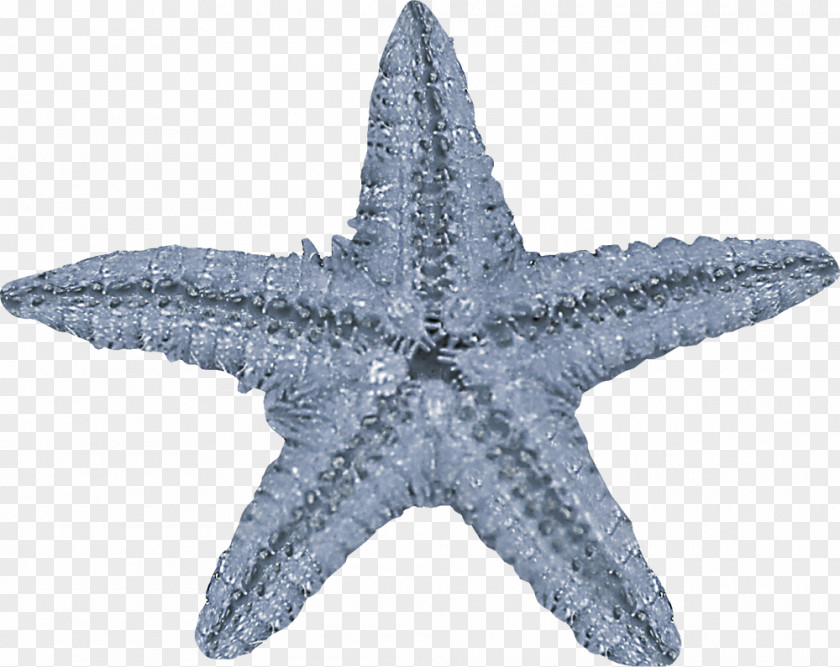 Hand Starfish Creative Pattern Mediterranean Sea Urchin Green Red PNG