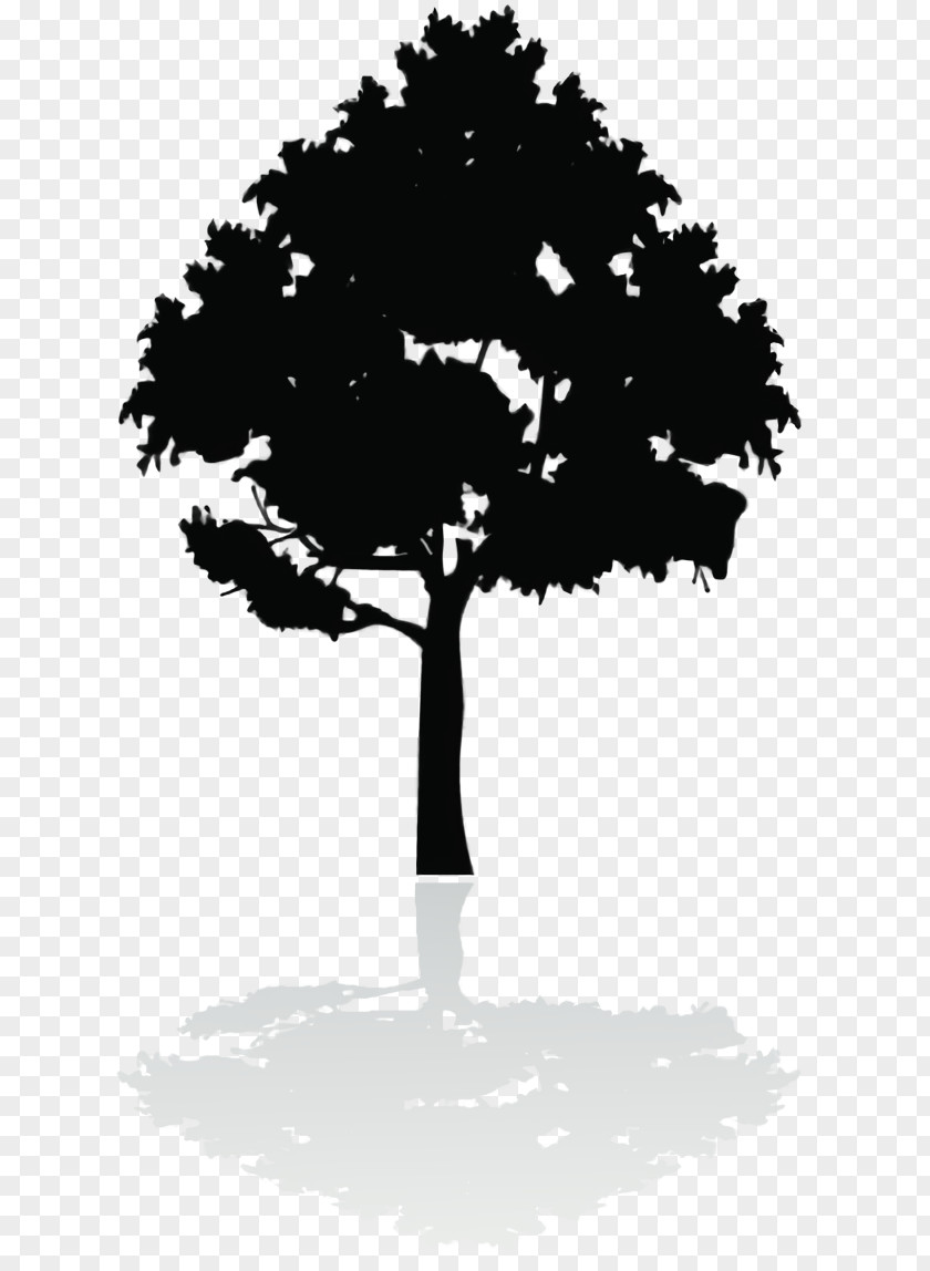 Houseplant Plant Stem Tree Shadow PNG