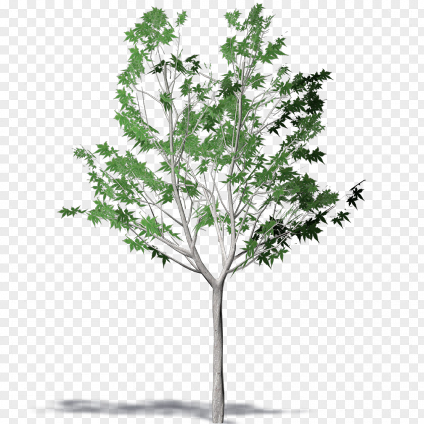 Leaf Twig Plane Trees Plant Stem PNG