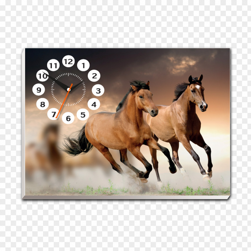Stroke Line Horse Stallion Desktop Wallpaper PNG