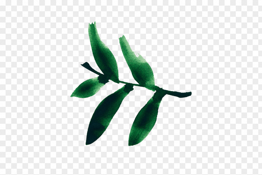 Tea Green Leaf Plant Stem PNG