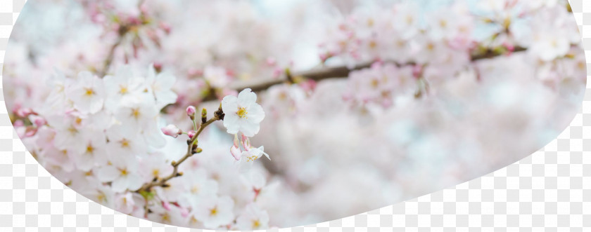 Cherry Blossom National Festival Hanami Flower PNG