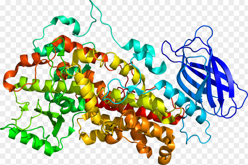 Human Aging Lipoxygenase ALOX12 ALOX15 Arachidonic Acid 12-Hydroxyeicosatetraenoic PNG