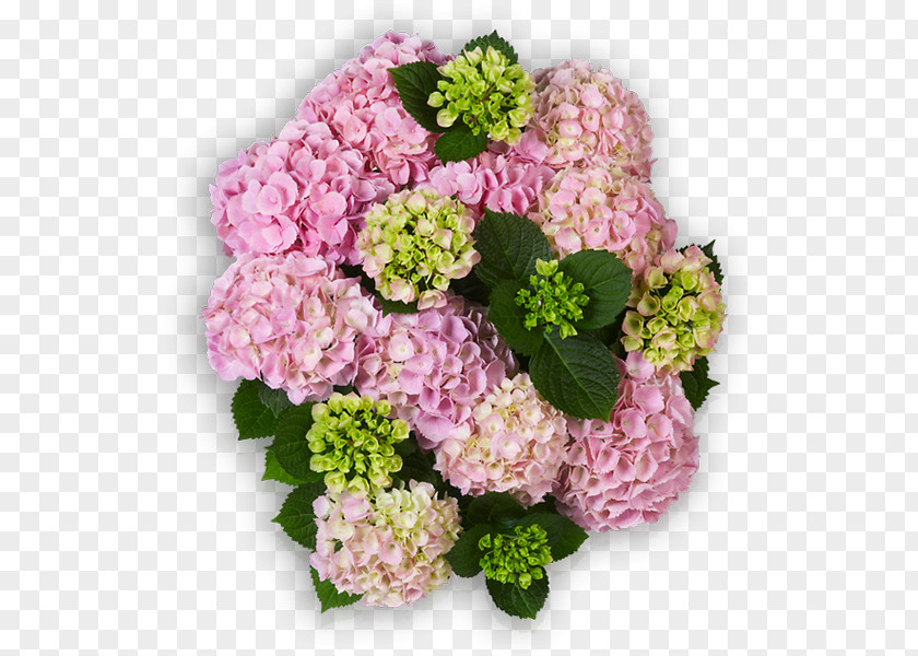 Sensation Cut Flowers French Hydrangea Pink Plant PNG