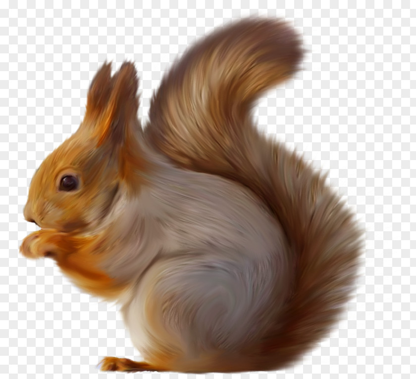 Tree Squirrels Squirrel Seeks Chipmunk Clip Art PNG