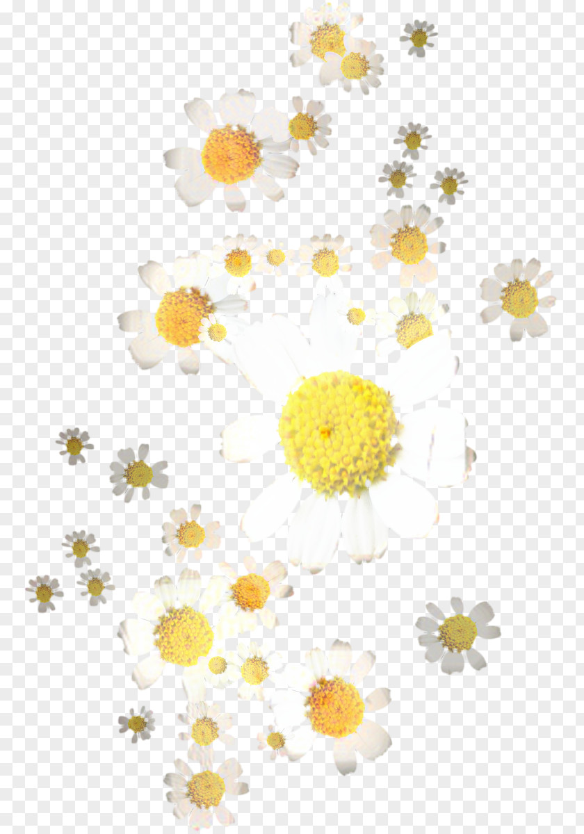 Wildflower Mayweed Floral Flower Background PNG