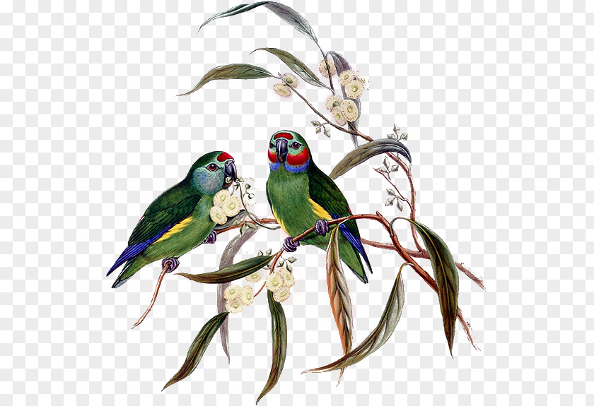Bird The Birds Of Australia Parrot Parakeet New Guinea PNG