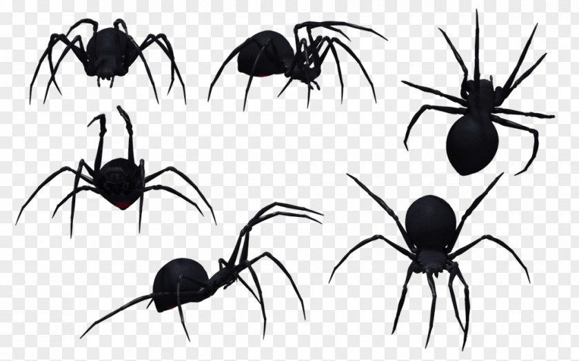 Black Widow Spider Image Southern Bite Venom PNG