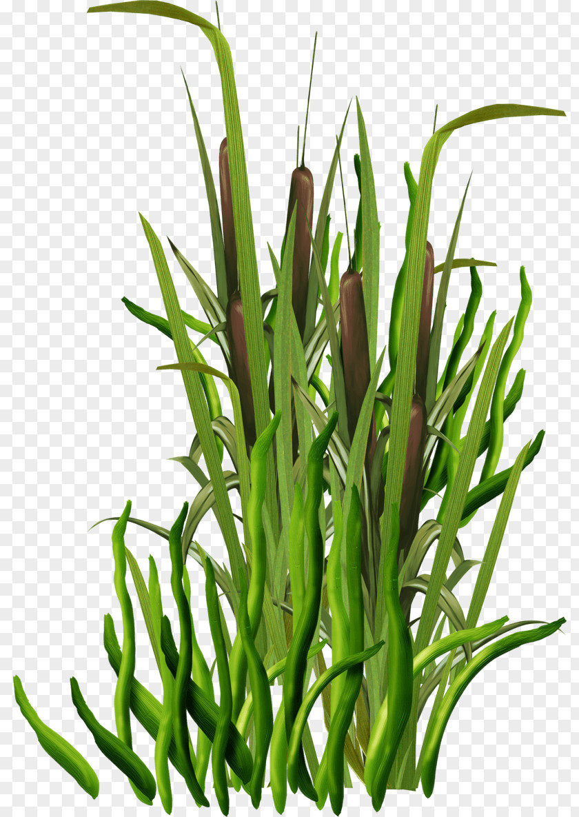 Bottun Filigree Seagrass Image Wakame PNG