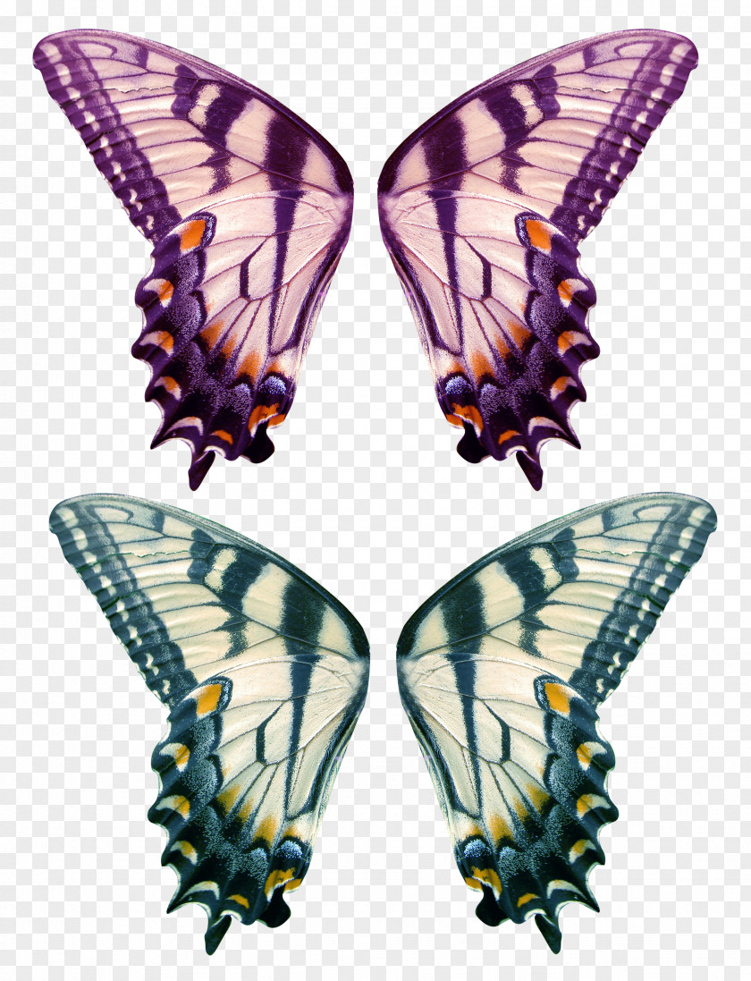 Butterfly Monarch Clip Art Moth PNG