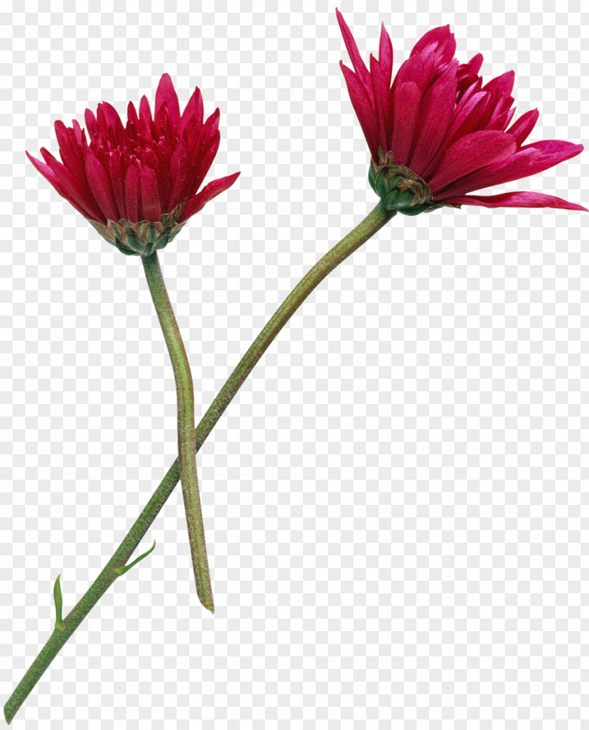 Chrysanthemum Flower Photography Clip Art PNG