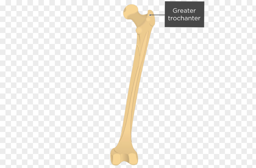 Gluteal Tuberosity Muscles Femur Greater Trochanter Quadrate Tubercle PNG