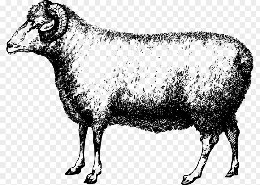 Ram Merino Cattle Bighorn Sheep Suffolk Wool PNG
