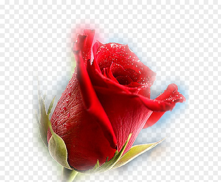 Rose Garden Roses Love PNG