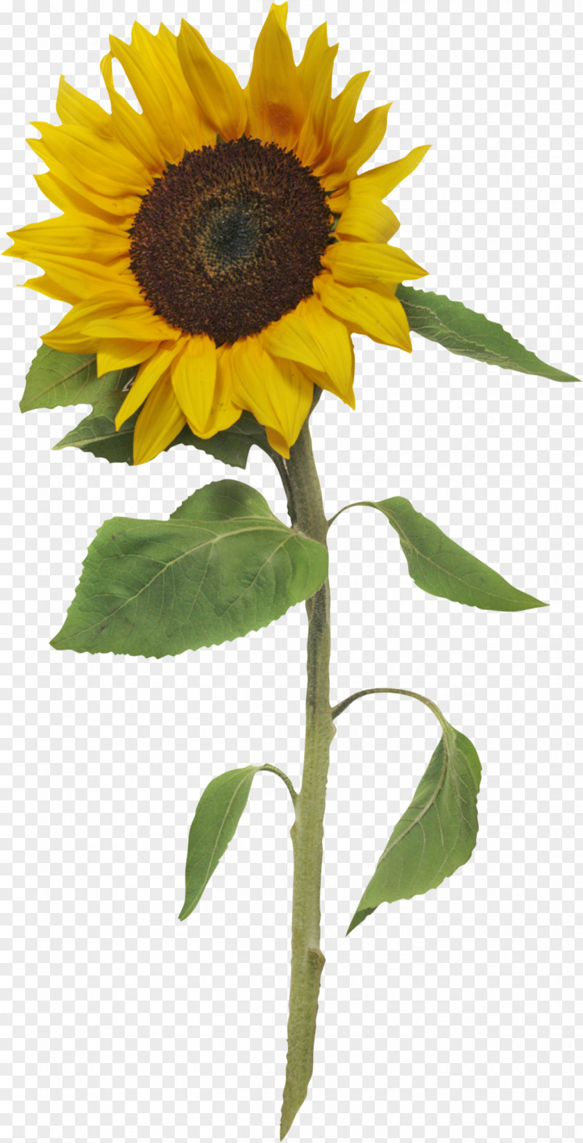 Sunflower Common Creating Time: Using Creativity To Reinvent The Clock And Reclaim Your Life Clip Art PNG