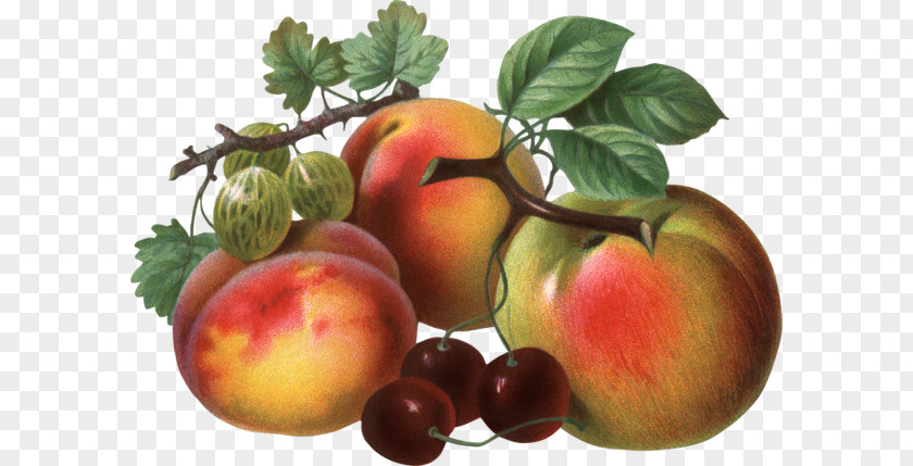 Tomato Peach Fruit Clip Art PNG