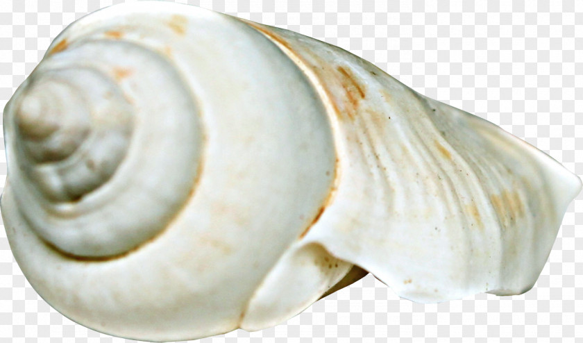 Beach Conch Sea Snail Seashell Clip Art PNG