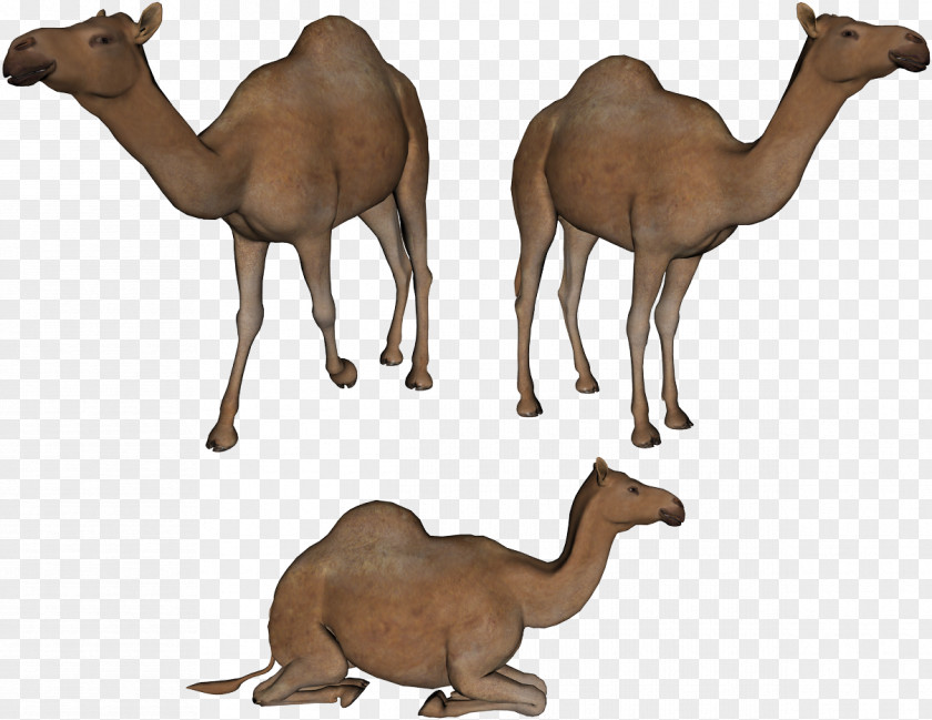 Camel Image Bactrian Dromedary Clip Art PNG