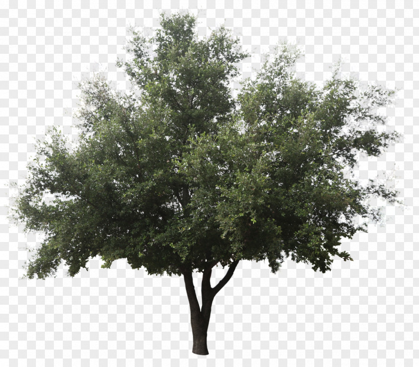 Cuting Green Ash Askur Tree Shrub Fir PNG