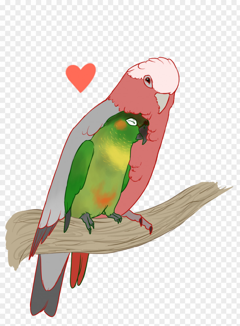 Feather Macaw Parakeet Beak PNG