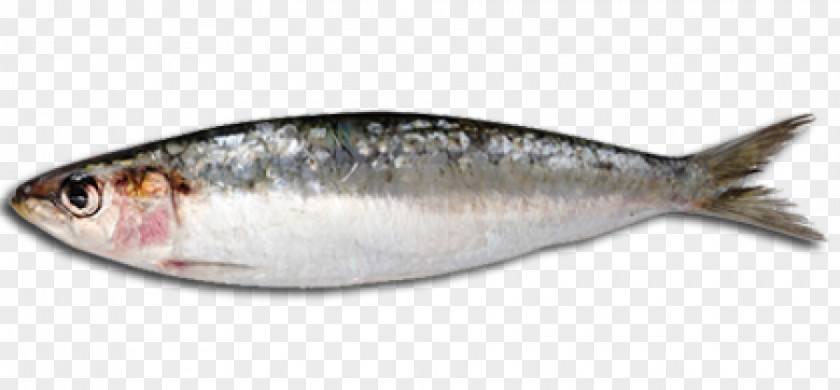 Fish Sardine Steak Oil Oily PNG