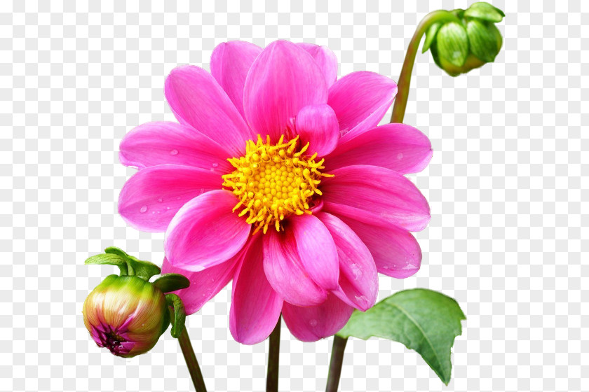 Flower Dahlia Clip Art PNG