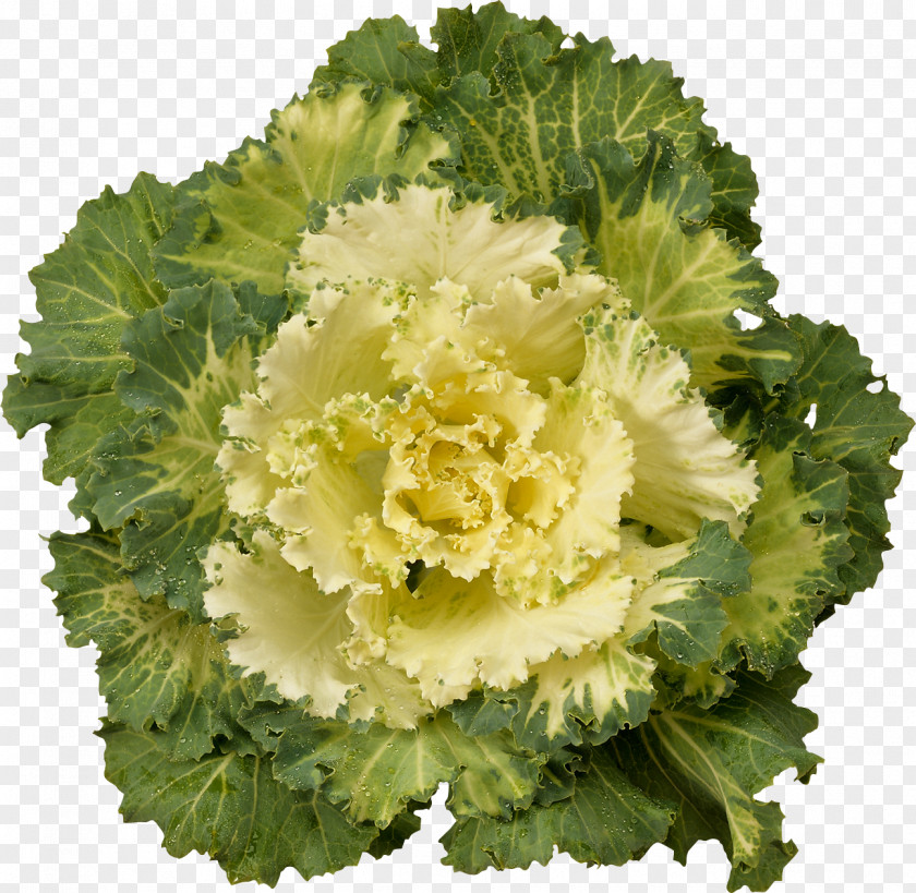 Green Flowers Cabbage Kale Cauliflower Brussels Sprout Broccoli PNG