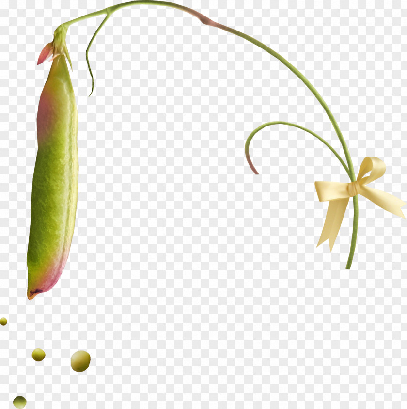 Lovely Peas Pea Clip Art PNG