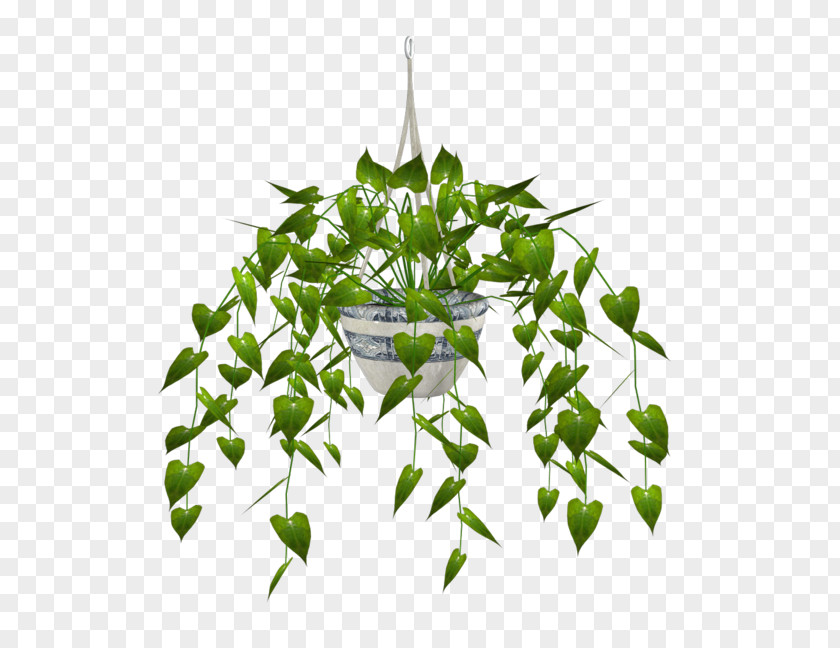 Plant Houseplant Flowerpot Bulbophyllum PNG