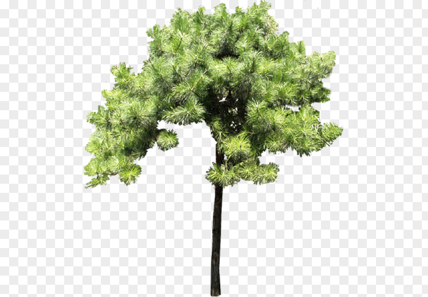 Tree Pine Evergreen Branch PNG