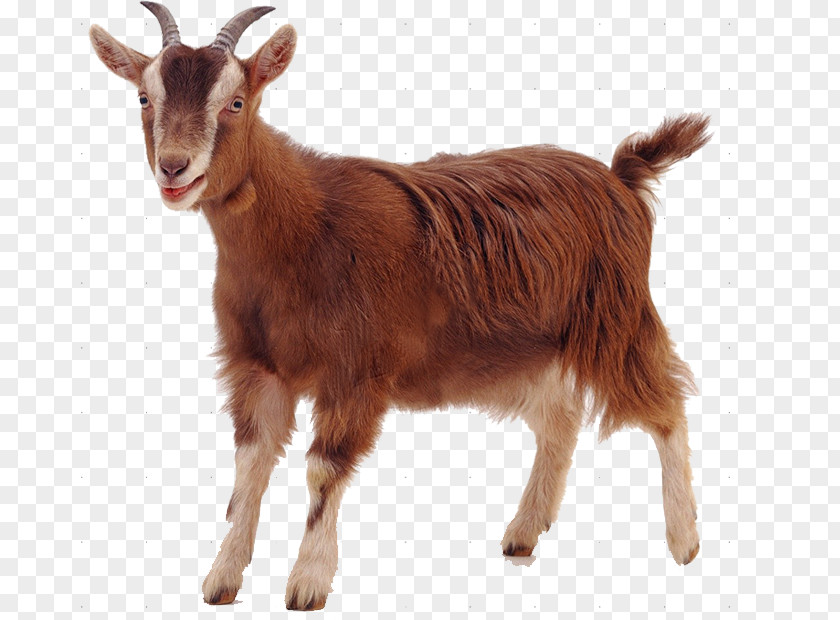 Sheep Rove Goat Clip Art PNG