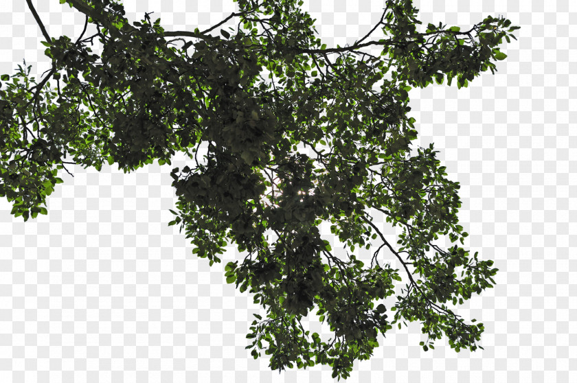 Tree Leaves Transparent Image File Formats PNG