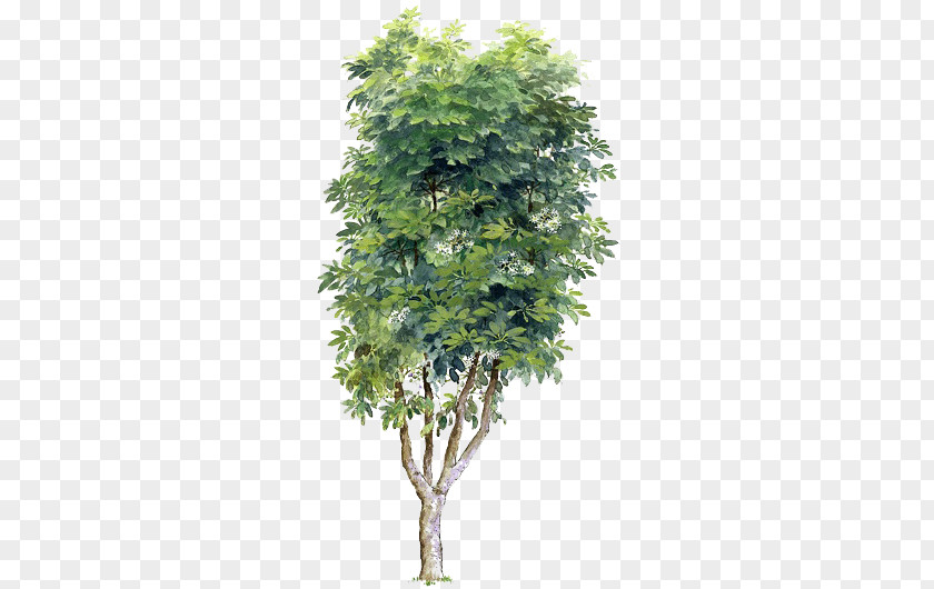 Trees Transparent Material Tree PNG