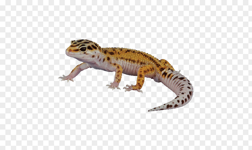 Leopard Reptile Lizard Gecko PNG
