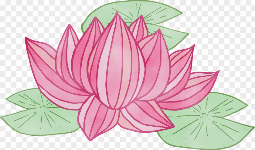 Lotus PNG