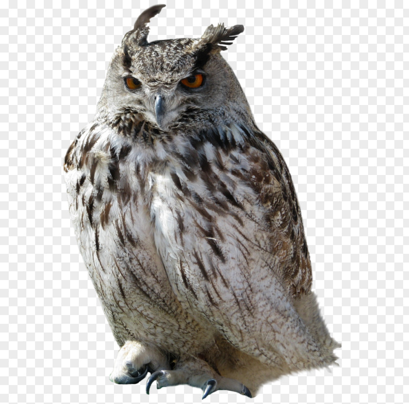 Owl Snowy Bird PNG