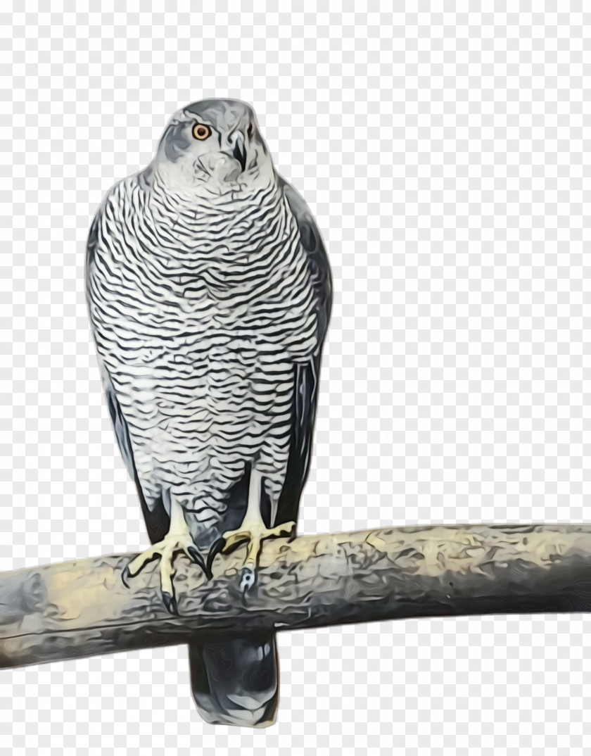Peregrine Falcon Red Shouldered Hawk Colorful Background PNG