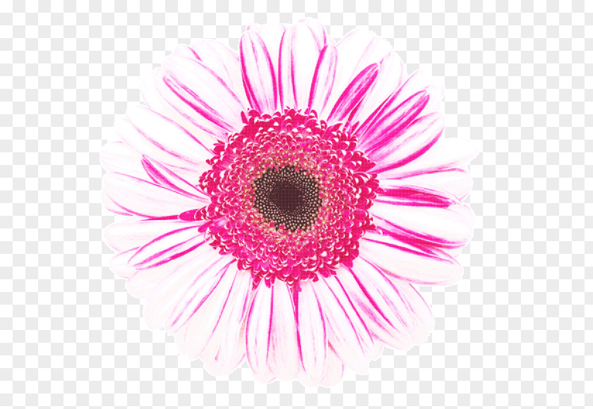 Private Appointment Microscope Pollen Flower PNG