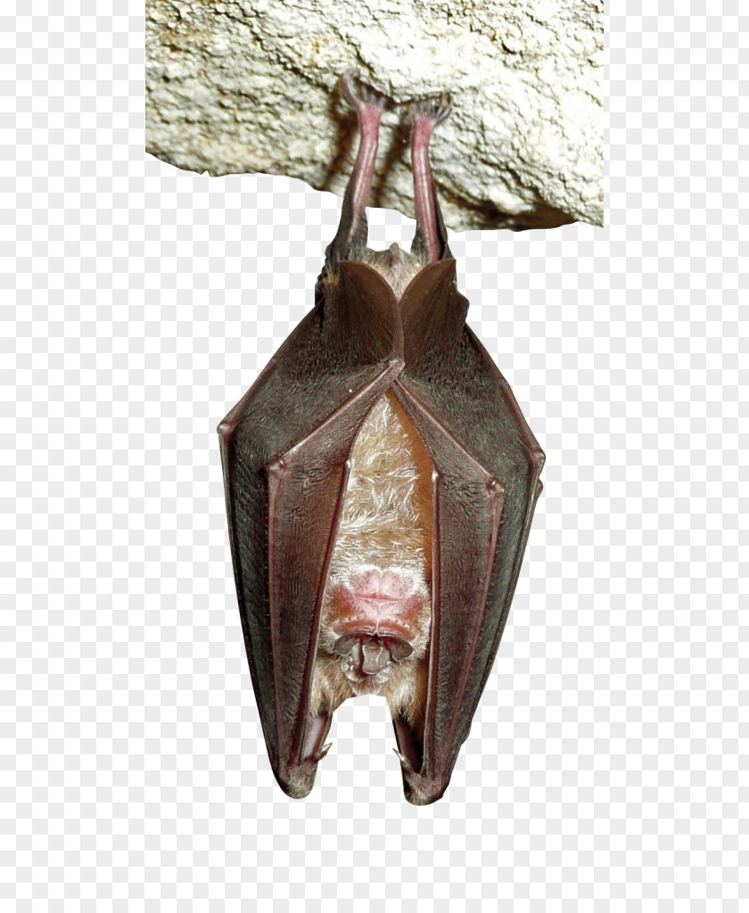 Save The Rhino Greater Horseshoe Bat Headstand Serotine Sleep PNG