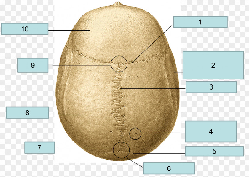 Skull Anatomy Temporal Line Coronal Plane Bone PNG