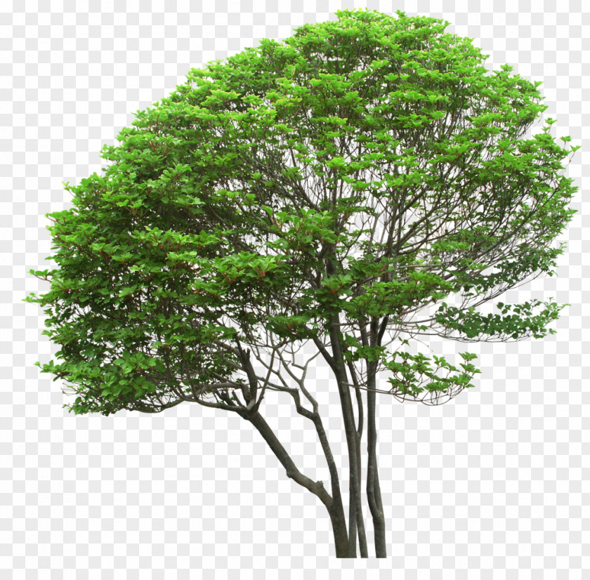 Trees PNG clipart PNG