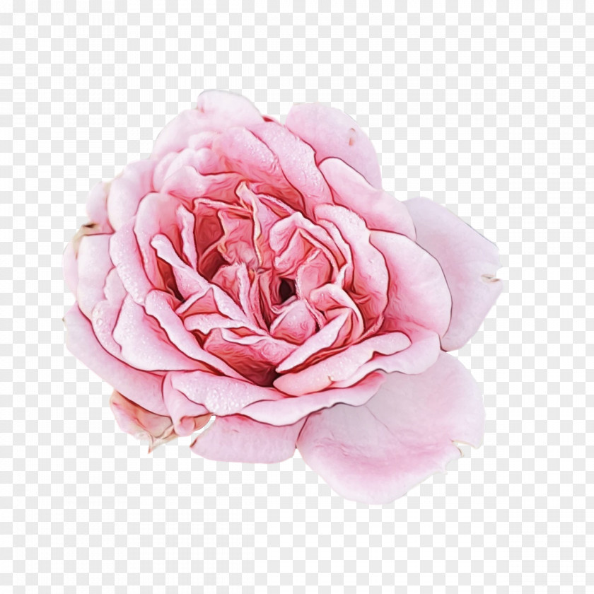 Garden Roses PNG